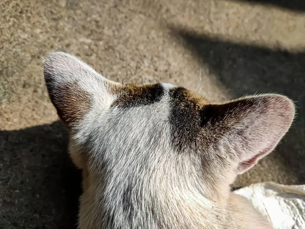 Manhã Luz Solar Cair Sobre Cabeça Gato Close Tiro Durante — Fotografia de Stock