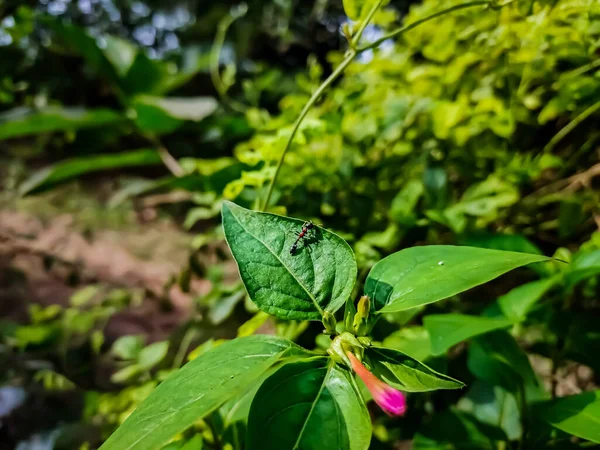 Mirabilis Jalapa Peru Csodája Mirabilis Növény Legelterjedtebb Díszítő Faja Számos — Stock Fotó