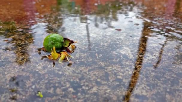 Dit Kleine Kokosnoot Bloem Een Kleine Guava Close Shot Het — Stockvideo