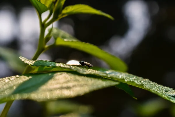 Morning Sunlight Fall Wet Green Leaves Small Fly Sit Leaf — Stock Photo, Image