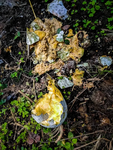 Ochtendzon Schijnt Een Verrotte Pompoen Close Schot — Stockfoto