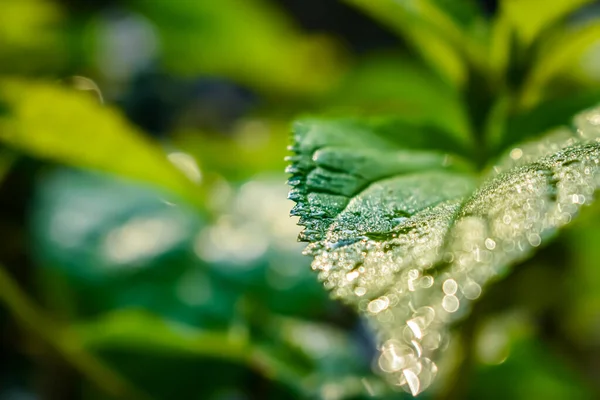 Πρωινή Ηλιοφάνεια Πέσει Ένα Υγρό Πράσινο Φύλλα Γκρο Πλαν Μακρο — Φωτογραφία Αρχείου