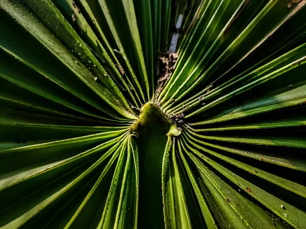 Dies Ist Die Vorderseite Des Palmenblattes Und Morgensonne Fällt Auf — Stockfoto