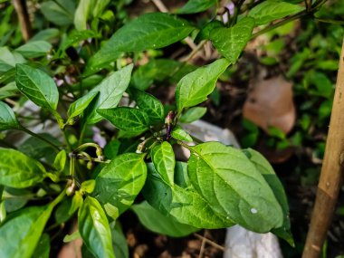 Bu, sebze bahçesinde gündüz vakti çekilen mor kırmızı biber çiçeği yakın çekim makrosu..