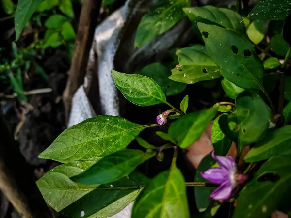 Jest Purpurowy Chilli Kwiat Zbliżenia Makro Strzał Ciągu Dnia Ogrodzie — Zdjęcie stockowe