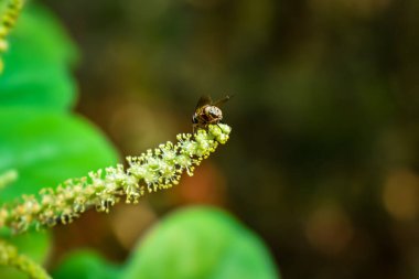 Sabahları küçük bir Antidesma çiçeğinden bal yiyen küçük bir arı.