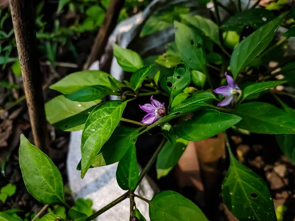 Detta Den Lila Chiliblomman Närbild Makro Skott Dagen Grönsaksträdgården — Stockfoto