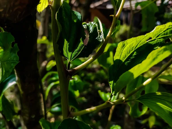 Ziziphus Mauritiana Uma Espécie Planta Com Flor Pertencente Família Rhamnaceae — Fotografia de Stock