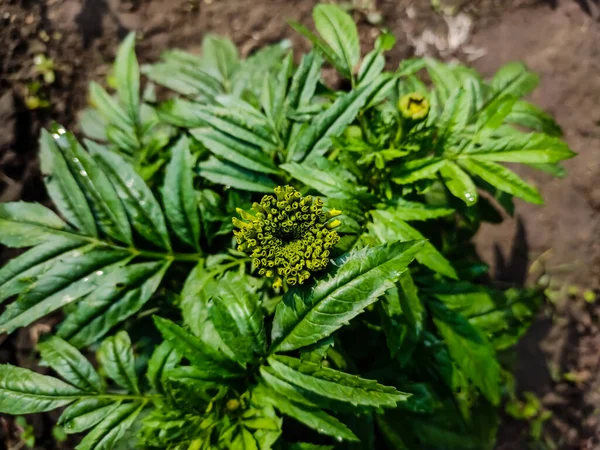 龙舌兰属 Tagetes 是一种一年生或多年生植物 主要是葵花科的草本植物 1753年卡尔 Carl Linnaeus 将其描述为一个属 — 图库照片