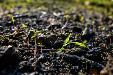 Sabah güneş ışığı bu küçük bitkinin üzerine düştüğünde küçük, yeni doğmuş bir bitki büyür..