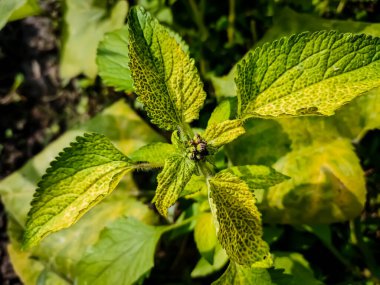 Ageratum conyzoides, özellikle Brezilya olmak üzere Tropikal Amerika 'ya özgüdür ve diğer bölgelerde istilacı bir ot olarak kabul edilir..