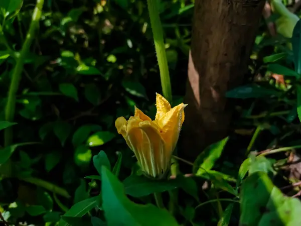 Dies Ist Die Kleine Kürbisblume Garten Wenn Die Morgensonne Auf — Stockfoto