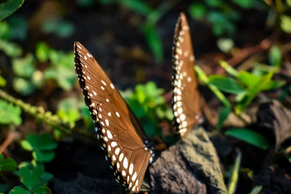 Euploea Quadrata Een Vlinder Uit Familie Van Dikkopjes Hesperiidae India — Stockfoto