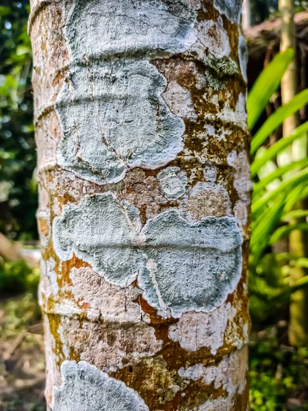 The Phlyctidaceae are a family of lichenized fungi in the order Gyalectales. Species in this family have primarily a tropical distribution, and are usually found growing on bark.