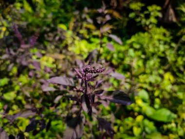 Kutsal fesleğen ya da tulsi olarak bilinen Ocimum tenuiflorum, Hindistan 'ın altkıtasına özgüdür ve Güneydoğu Asya tropikleri boyunca ekilmiş bir bitki olarak yaygındır..