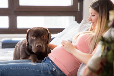 Evdeki kanepede kahverengi Labrador av köpeğiyle oynayan mutlu hamile kız..