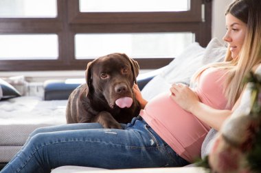Evdeki kanepede kahverengi Labrador av köpeğiyle oynayan mutlu hamile kız..