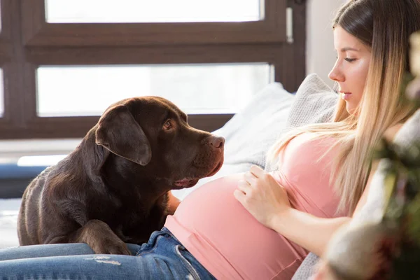 Evdeki kanepede kahverengi Labrador av köpeğiyle oynayan mutlu hamile kız..