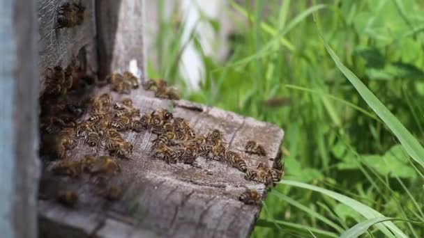 Медоносні Бджоли Злітають Або Висаджуються Вулик Весняний Сонячний День Близько — стокове відео