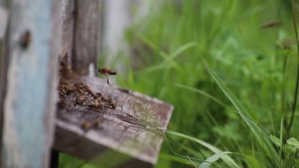 Медоносні Бджоли Злітають Або Висаджуються Вулик Весняний Сонячний День Близько — стокове відео