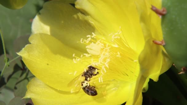 Bier Indsamler Honning Pollen Fra Gul Kaktus Blomst Solrig Forårsdag – Stock-video