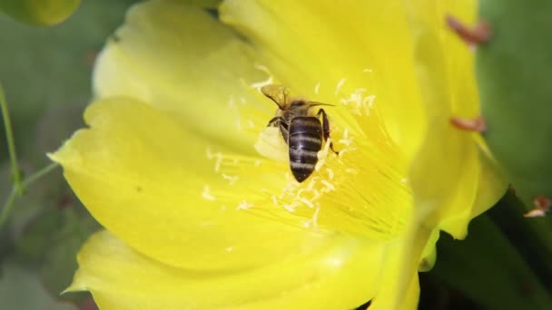 Bin Som Samlar Honung Och Pollen Från Gul Kaktusblomma Solig — Stockvideo