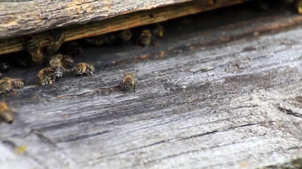 Las Abejas Melíferas Despegan Aterrizan Colmena Día Soleado Primavera Primer — Vídeos de Stock