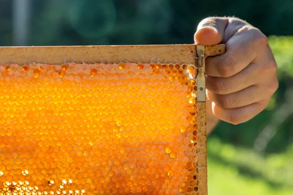 蜂蜜と花粉でいっぱいの天然のハニカムを保持する養蜂家 — ストック写真