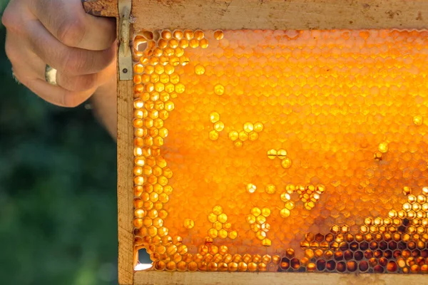 蜂蜜と花粉でいっぱいの天然のハニカムを保持する養蜂家 — ストック写真