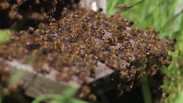 Swarm Bees Front Beehive Entrance Ventilation Hot Day — Stock Video