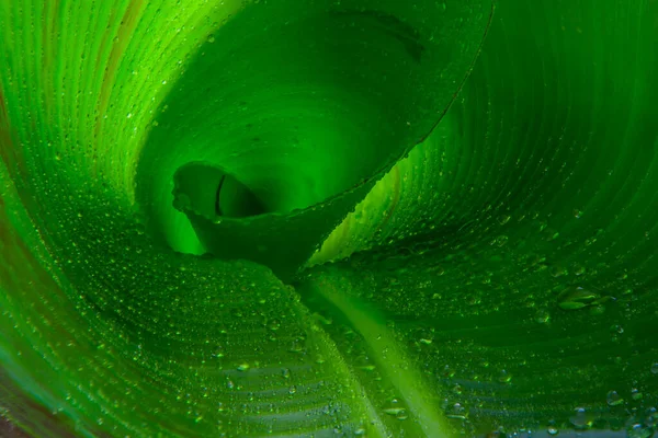 Soyut spiral, çok su damlası olan yakın plan muz yaprağı çizgileri ve dokuları. Yeşil spiral arka plan. Yağmurdan sonra.