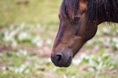 Pirin Dağı Bulgraia 'da vahşi atların yiyip yürümesi. Etrafta dolanıyorum..