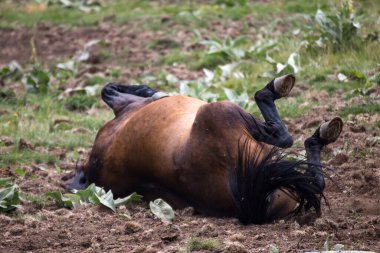 Pirin Dağı Bulgraia 'da vahşi atların yiyip yürümesi. Etrafta dolanıyorum..