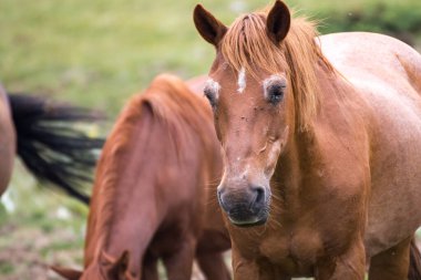 Pirin Dağı Bulgraia 'da vahşi atların yiyip yürümesi. Etrafta dolanıyorum..