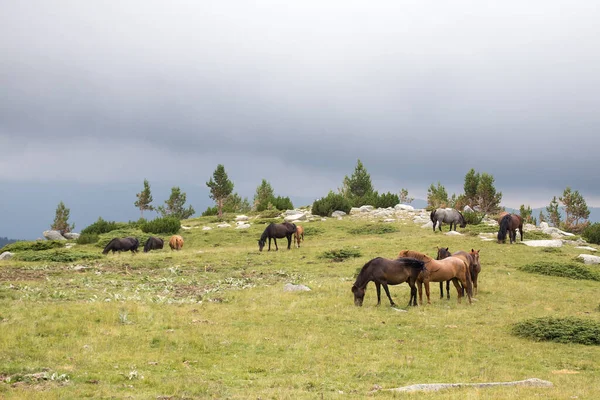 Chevaux Sauvages Mangeant Marchant Dans Montagne Pirin Bulgraia Déplacer — Photo