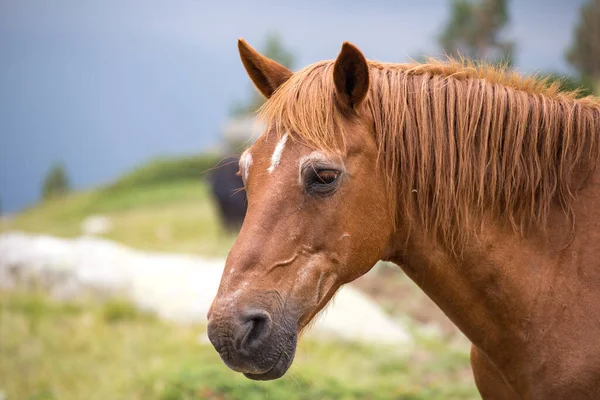 Pirin Dağı Bulgraia 'da vahşi atların yiyip yürümesi. Etrafta dolanıyorum..