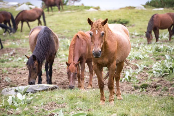 Άγρια Ελεύθερα Άλογα Τρώνε Και Περπατούν Στο Βουνό Πιρίν Bulgraia — Φωτογραφία Αρχείου