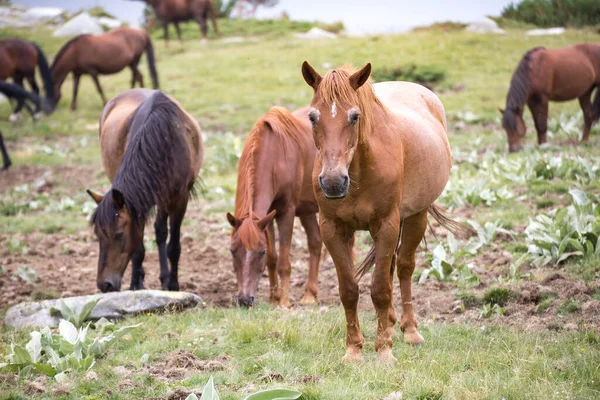 Pirin Dağı Bulgraia 'da vahşi atların yiyip yürümesi. Etrafta dolanıyorum..