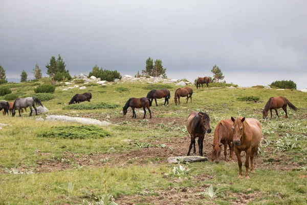 Άγρια Ελεύθερα Άλογα Τρώνε Και Περπατούν Στο Βουνό Πιρίν Bulgraia — Φωτογραφία Αρχείου
