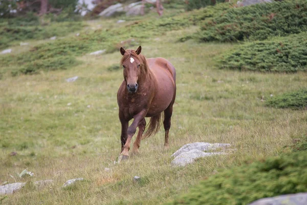 Pirin Dağı Bulgraia 'da vahşi atların yiyip yürümesi. Etrafta dolanıyorum..