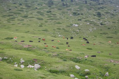 Bulgaristan 'ın Pirin Ulusal Parkı' nda dağ otlaklarında ot yiyen inekler