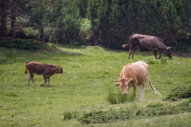 Bulgaristan 'ın Pirin Ulusal Parkı' nda dağ otlaklarında ot yiyen inekler
