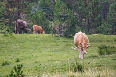 Bulgaristan 'ın Pirin Ulusal Parkı' nda dağ otlaklarında ot yiyen inekler