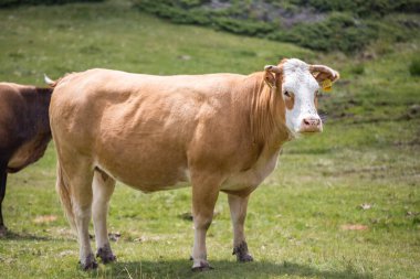 Bulgaristan 'ın Pirin Ulusal Parkı' nda dağ otlaklarında ot yiyen inekler