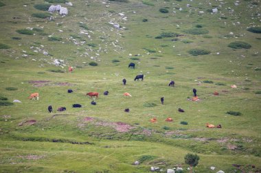 Bulgaristan 'ın Pirin Ulusal Parkı' nda dağ otlaklarında ot yiyen inekler