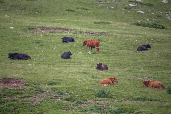 Bulgaristan 'ın Pirin Ulusal Parkı' nda dağ otlaklarında ot yiyen inekler