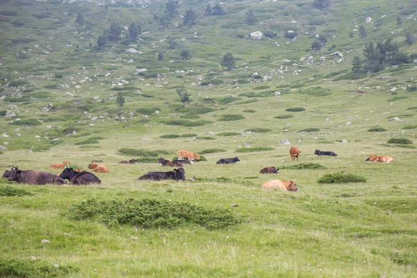 Bulgaristan 'ın Pirin Ulusal Parkı' nda dağ otlaklarında ot yiyen inekler