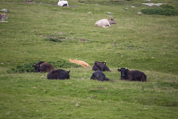 Vaches Mangeant Herbe Sur Les Pâturages Montagne Dans Parc National — Photo
