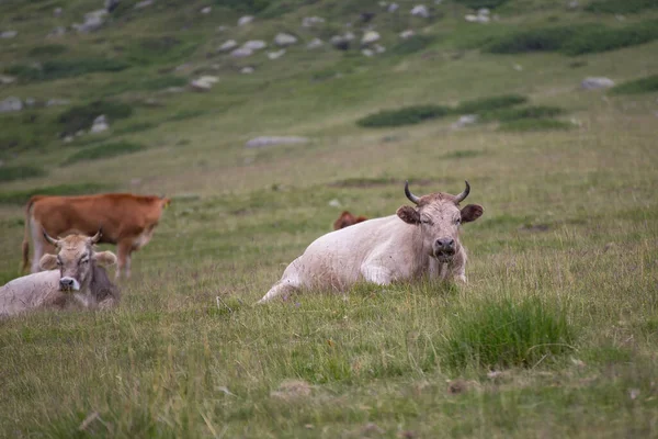 Vacas Que Comen Hierba Pastos Montaña Parque Nacional Pirin Bulgaria — Foto de Stock