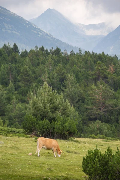 Bulgaristan 'ın Pirin Ulusal Parkı' nda dağ otlaklarında ot yiyen inekler